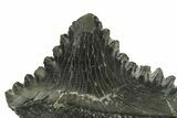 Bizarre Shark (Edestus) Jaw Section with Tooth - Carboniferous #269666-2